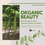 Eco Bath Natürliches Luffa-Band